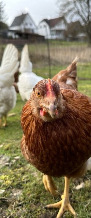 Hühnervermietung im Sauerland und Siegerland