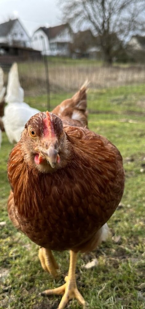 Hühnervermietung im Sauerland und Siegerland
