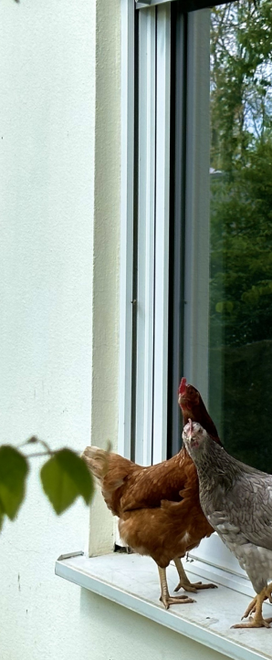 Hühnervermietung im Sauerland und Siegerland